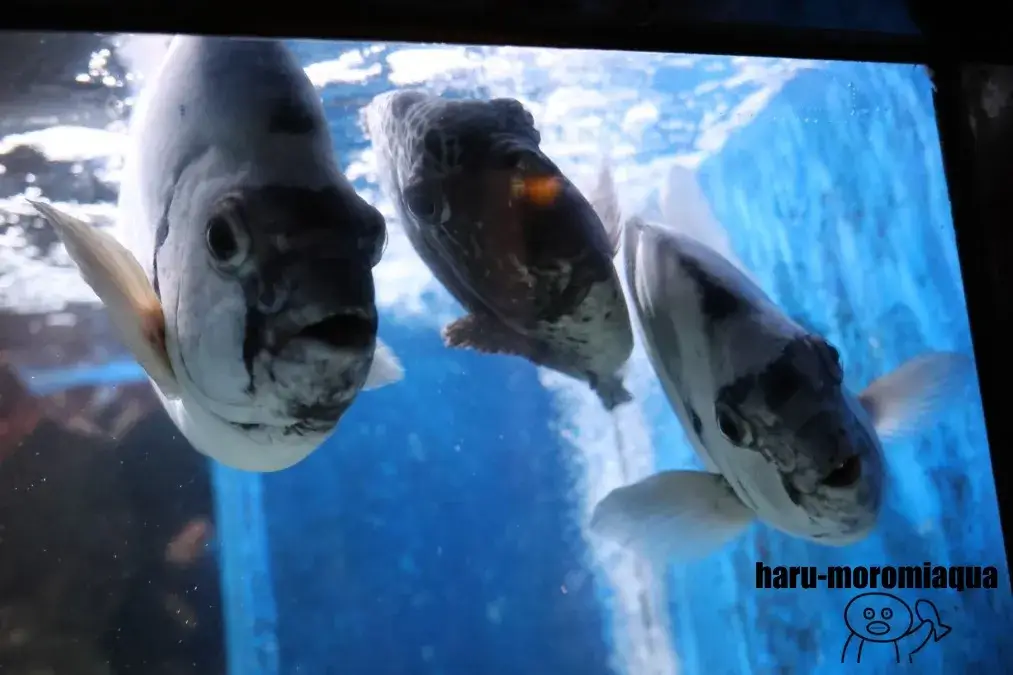 越前松島水族館 魚