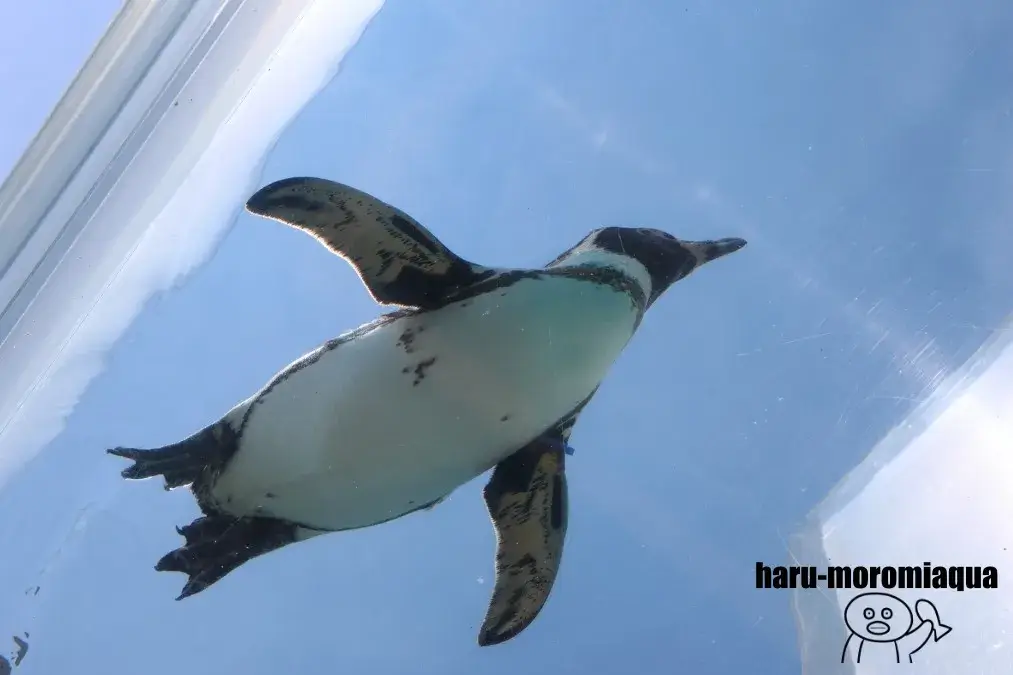 越前松島水族館 ペンギン