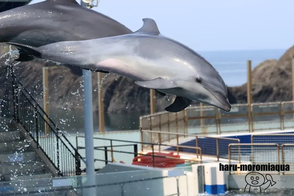 越前松島水族館 イルカショー