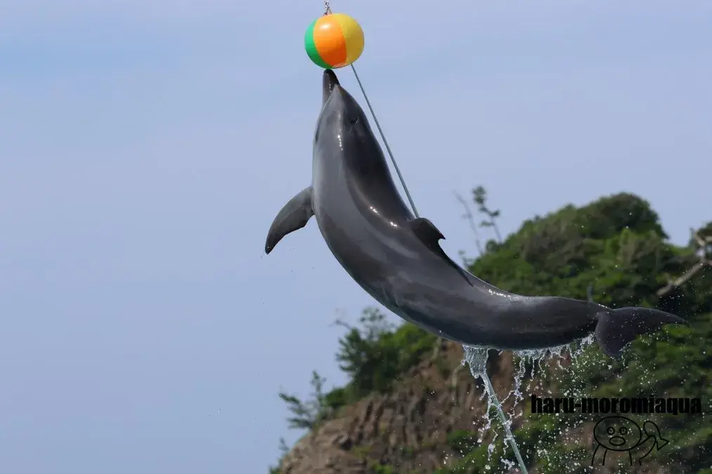 越前松島水族館 イルカショー