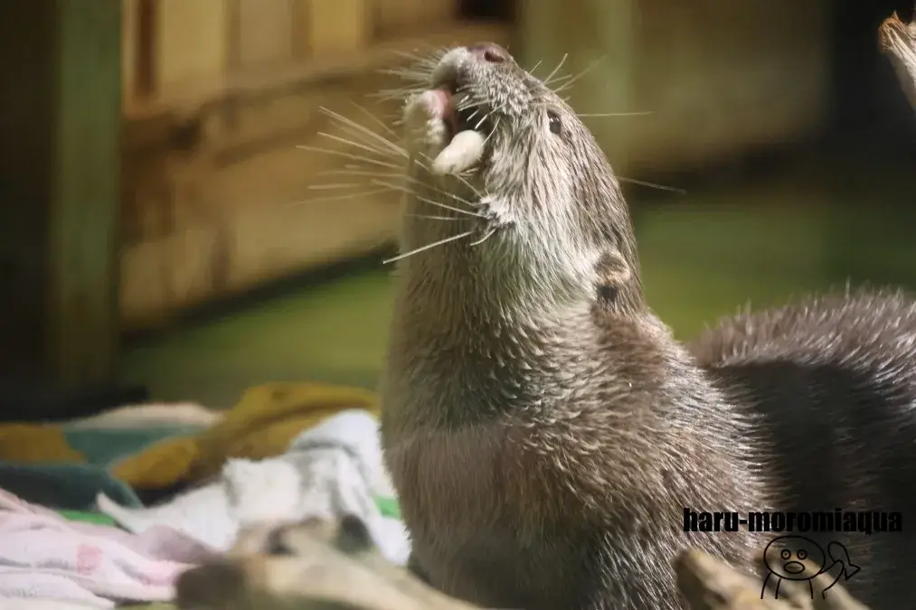 竹島水族館　コツメカワウソ