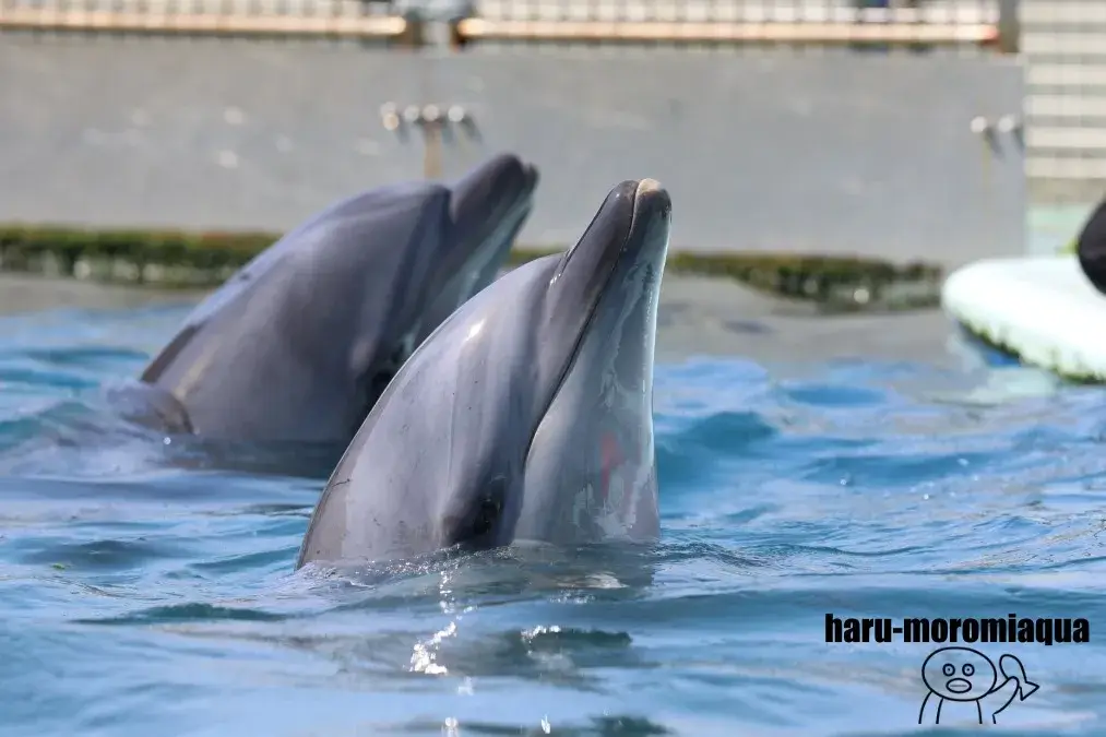 越前松島水族館 バンドウイルカ