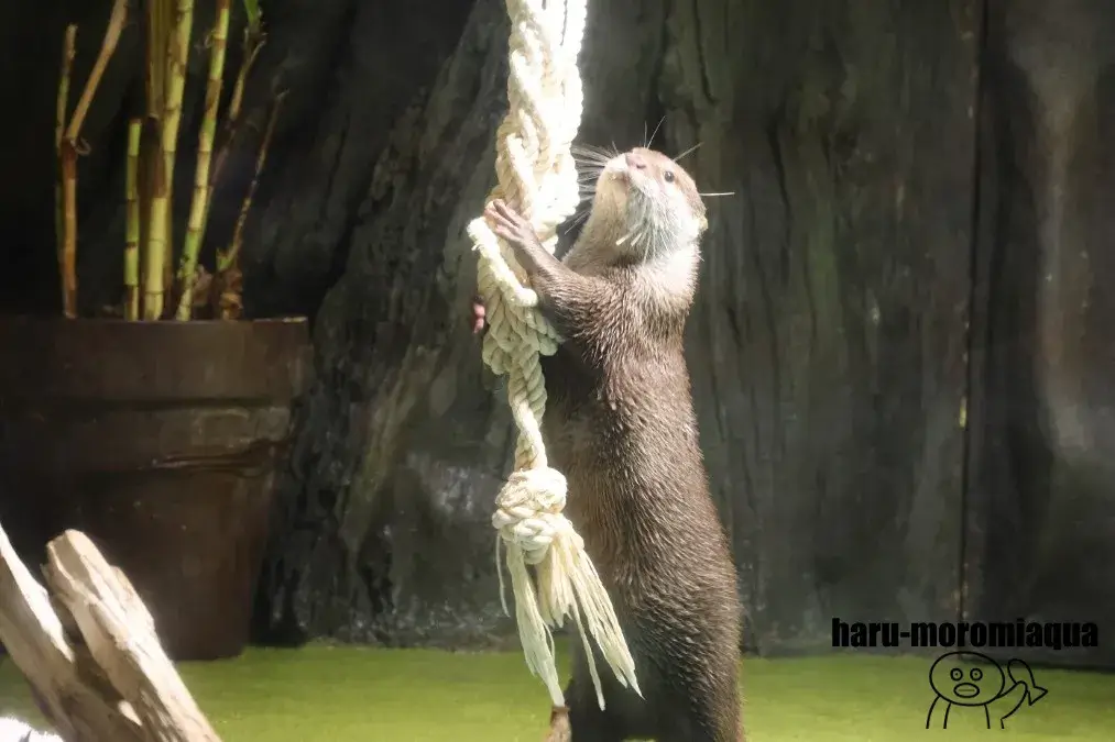 竹島水族館　カワウソ