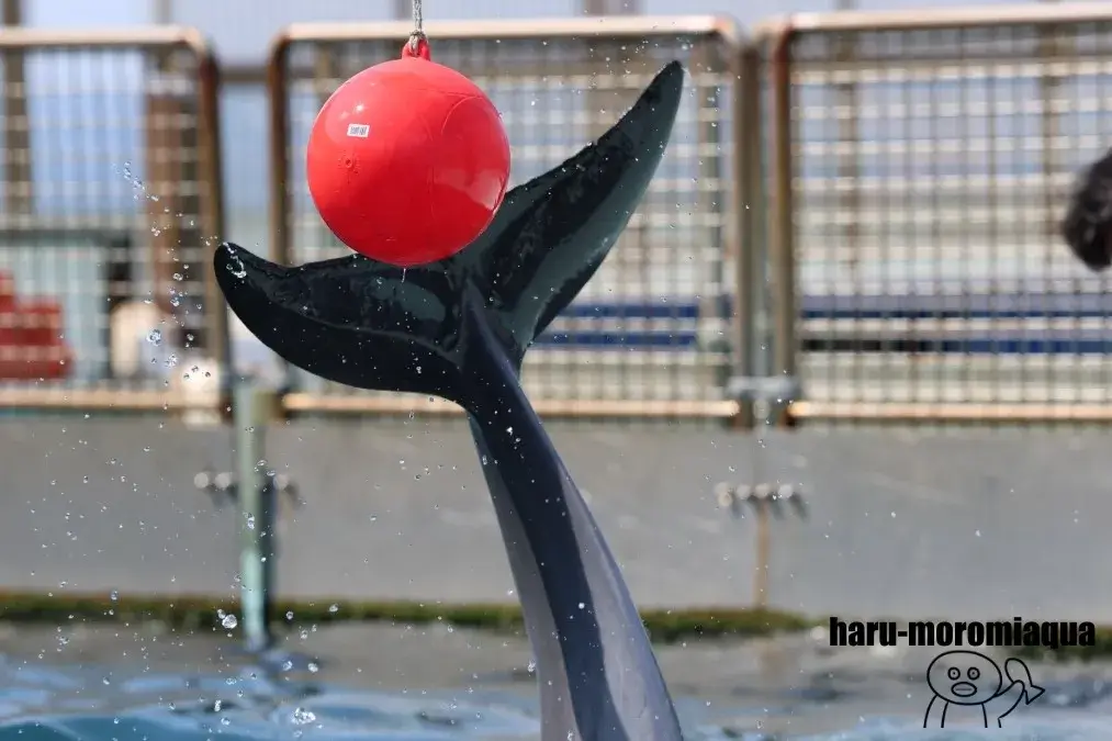 越前松島水族館 イルカショー