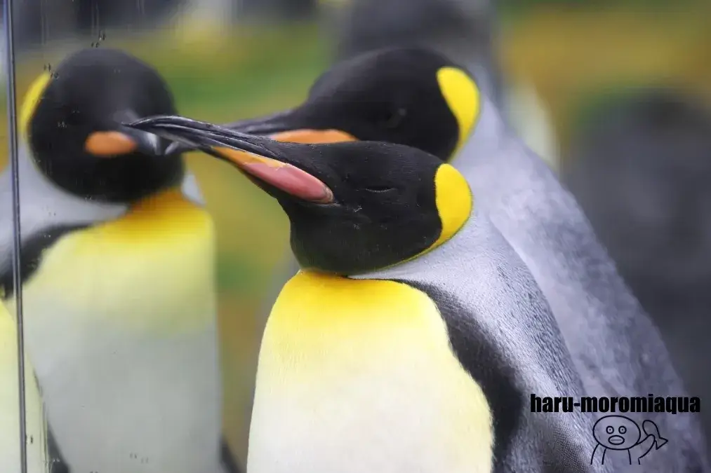 越前松島水族館 オウサマペンギン