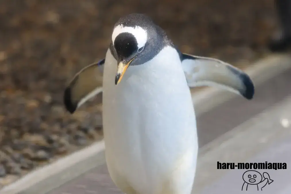 越前松島水族館 ジェンツーペンギン