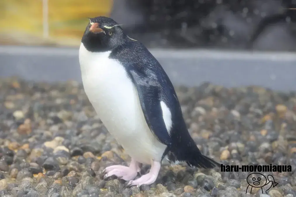 越前松島水族館 イワトビペンギン