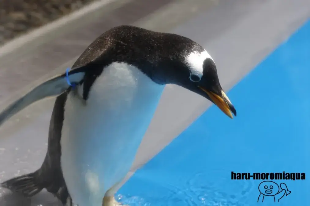 越前松島水族館 ジェンツーペンギン
