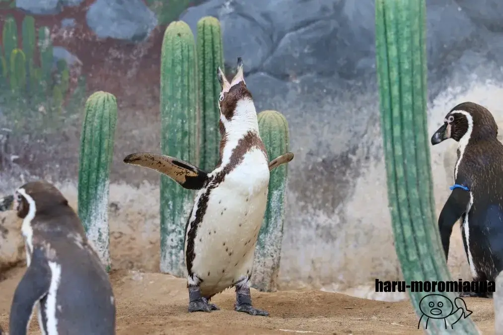 越前松島水族館 ペンギン