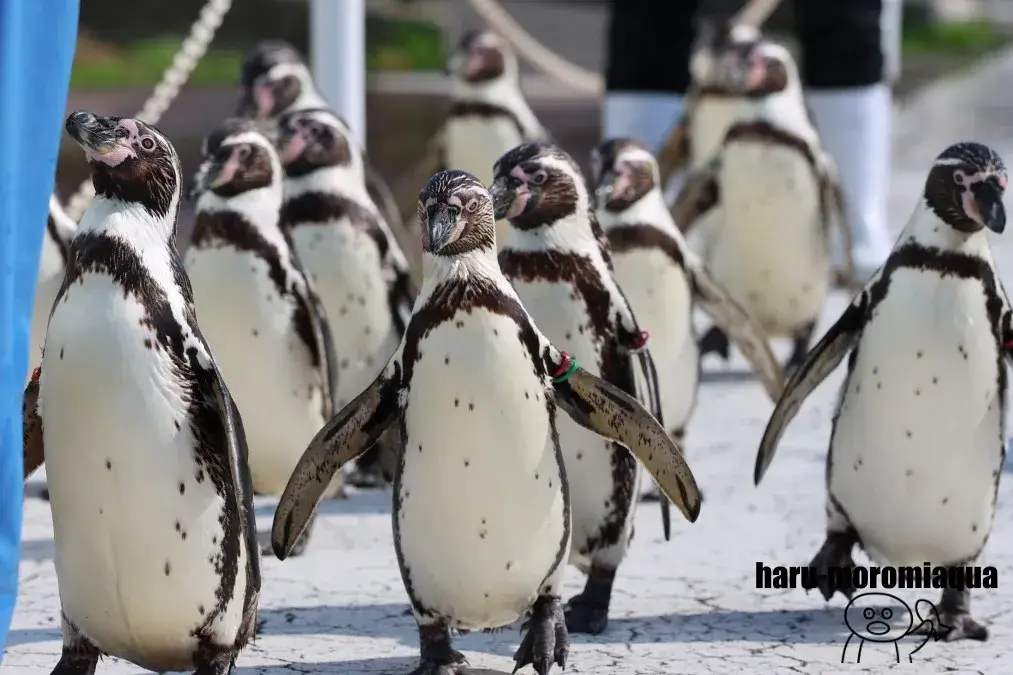 越前松島水族館 ペンギン散歩