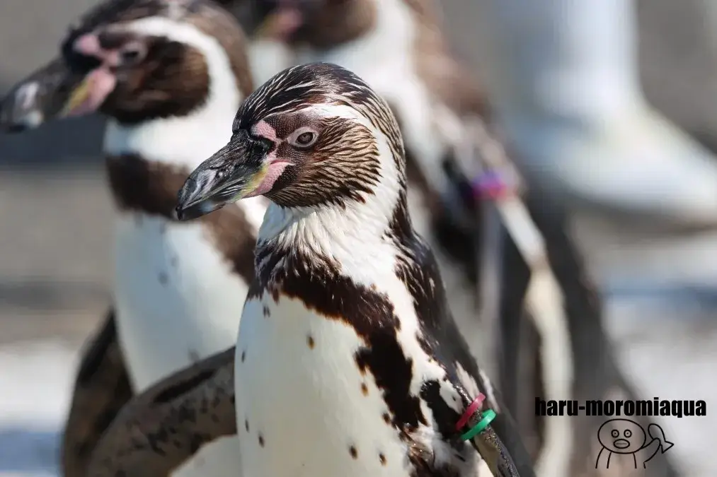 越前松島水族館 ペンギン