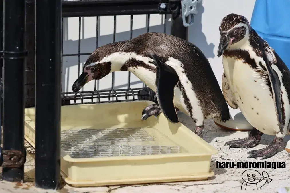 越前松島水族館 フンボルトペンギン