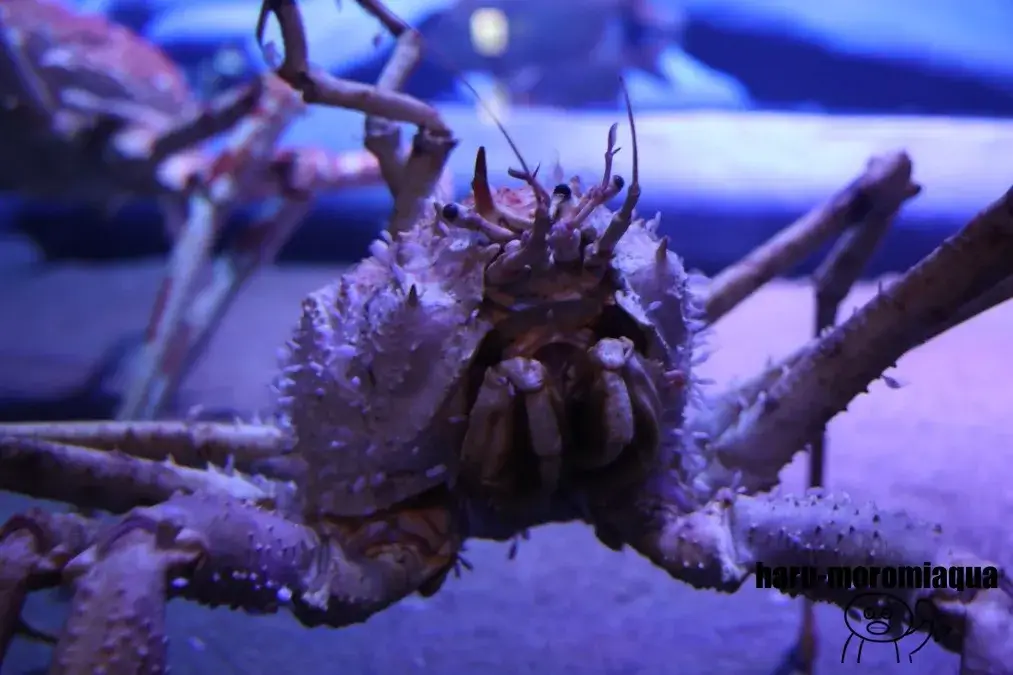 竹島水族館　オオホモラ