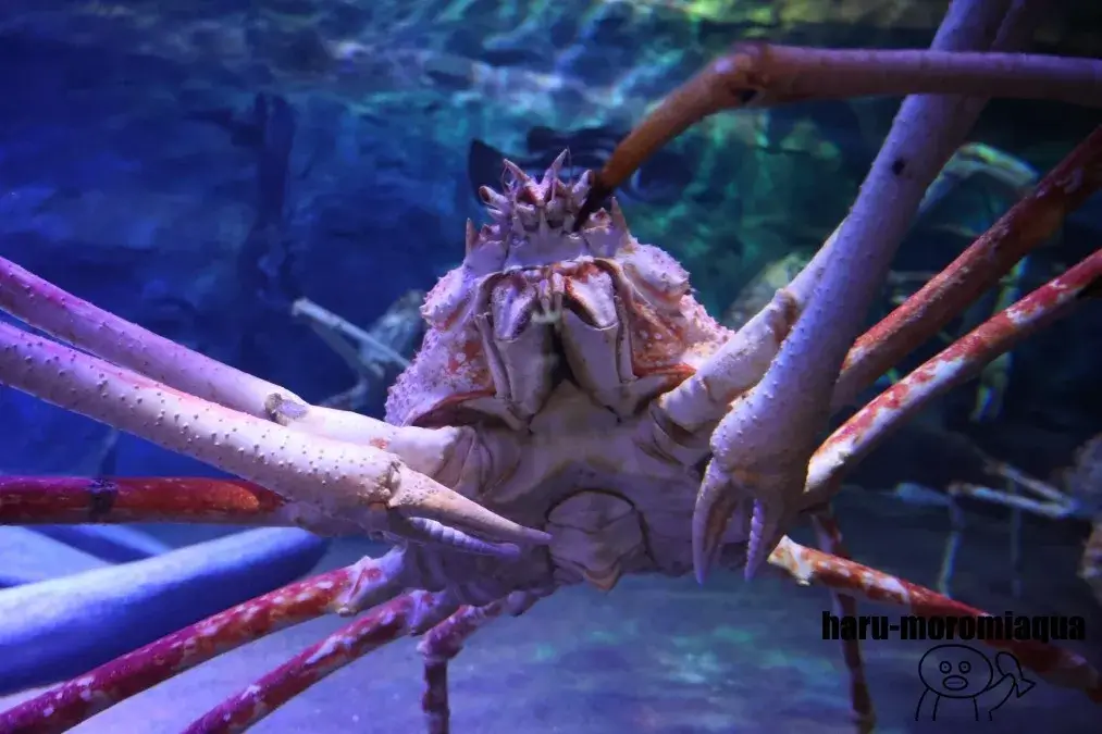 竹島水族館　タカアシガニ