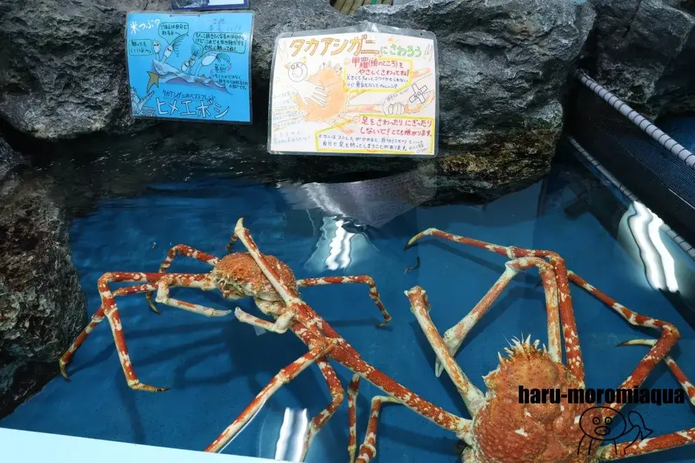 竹島水族館　タッチプール