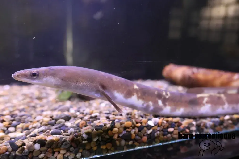 竹島水族館　ウナギ