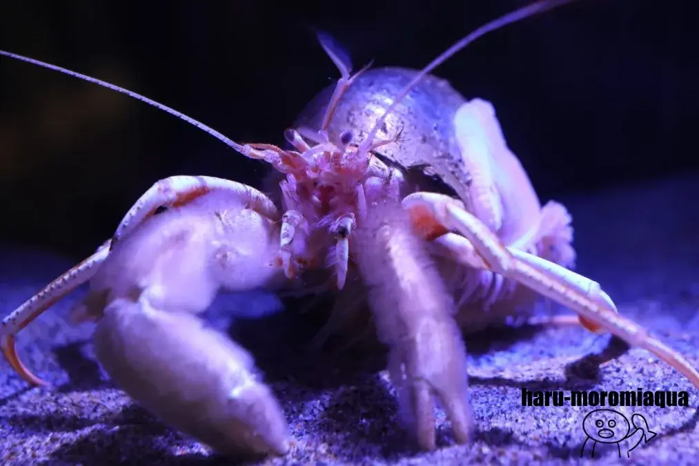 竹島水族館　ミナミオキヤドカリ