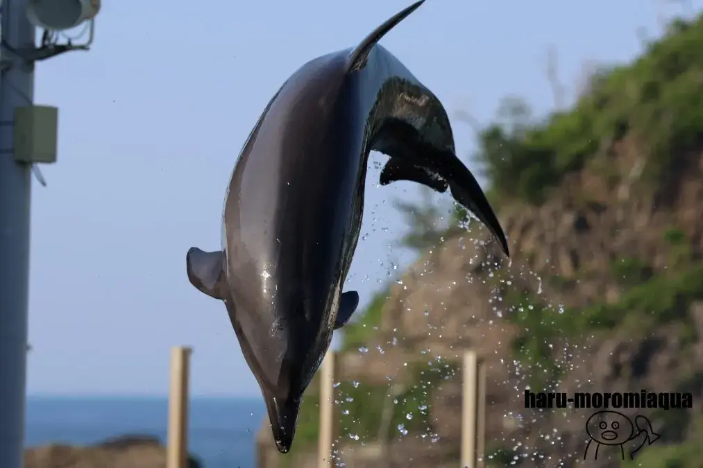越前松島水族館 イルカショー