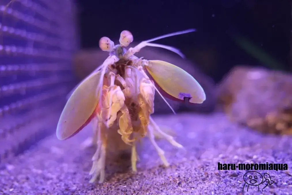 竹島水族館　シャコ