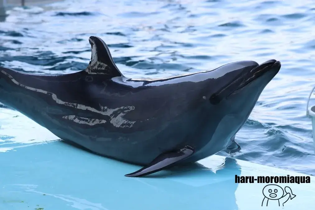 越前松島水族館 イルカ
