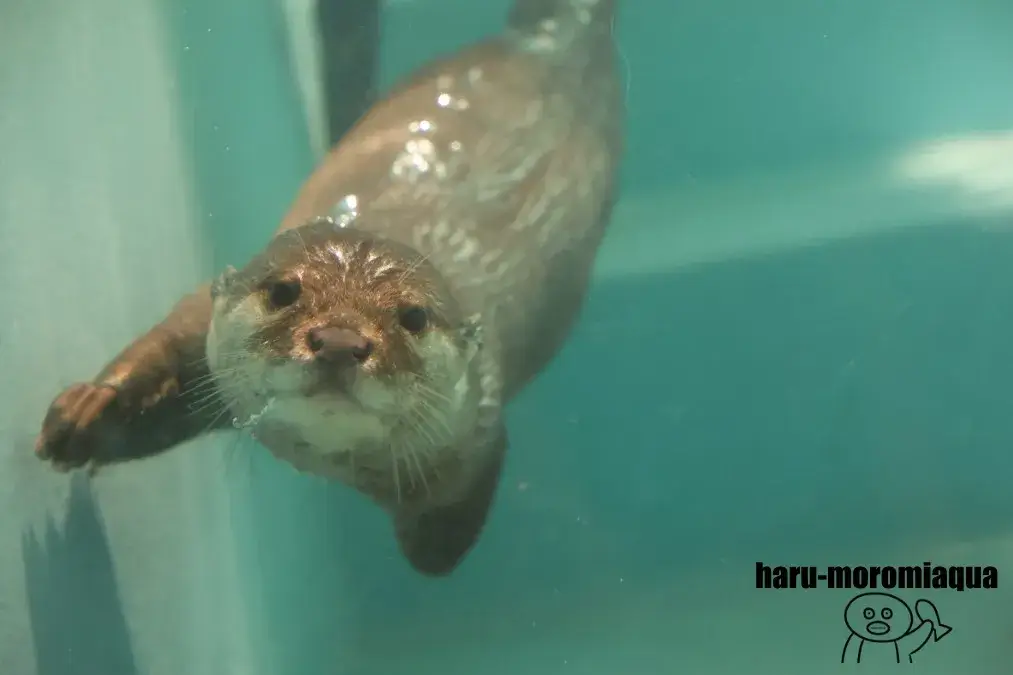 竹島水族館　コツメカワウソ