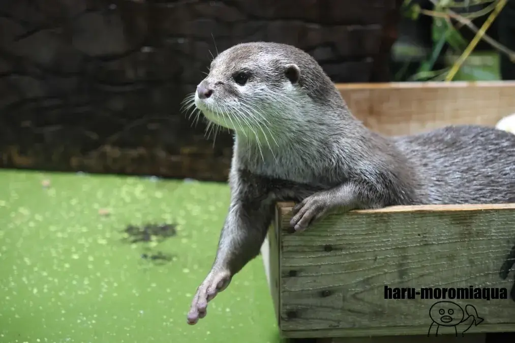 竹島水族館　カワウソ