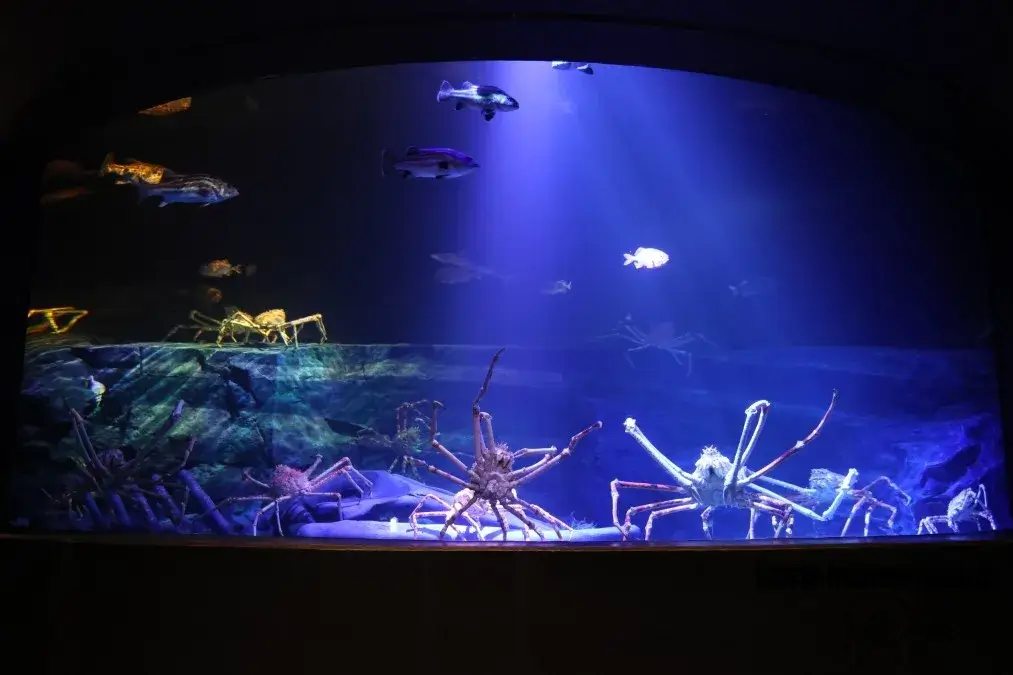 竹島水族館　深海大水槽