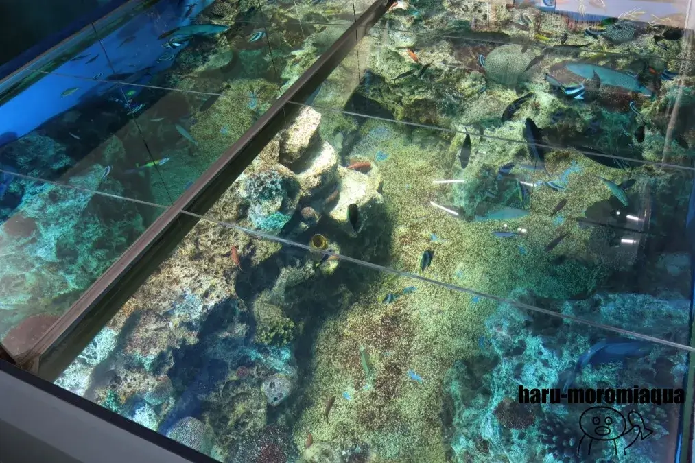 越前松島水族館 海洋館
