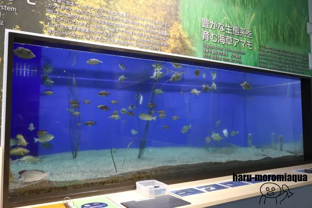 福井県海浜自然センター