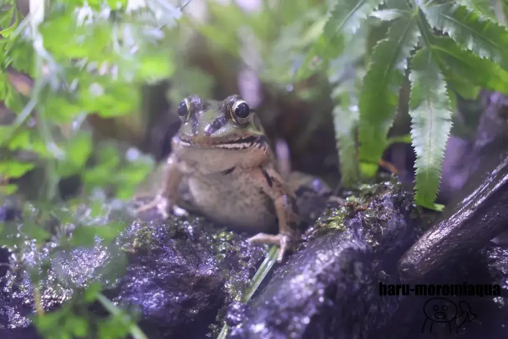 福井県海浜自然センター カエル
