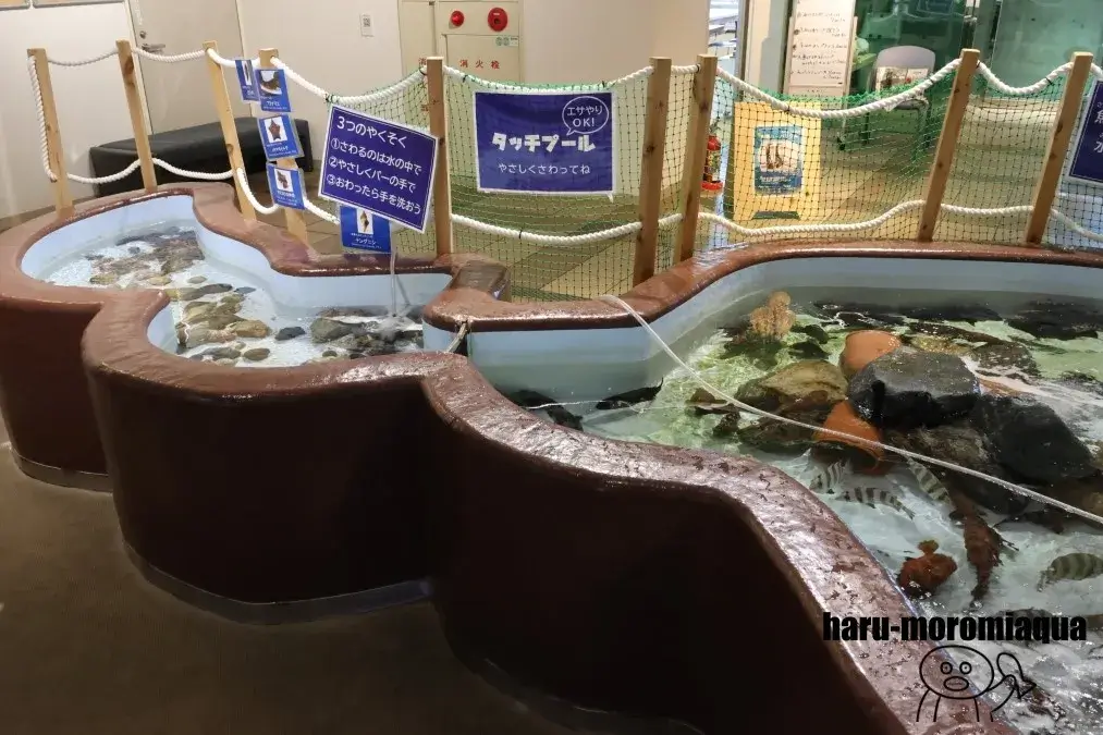 福井県海浜自然センター タッチプール