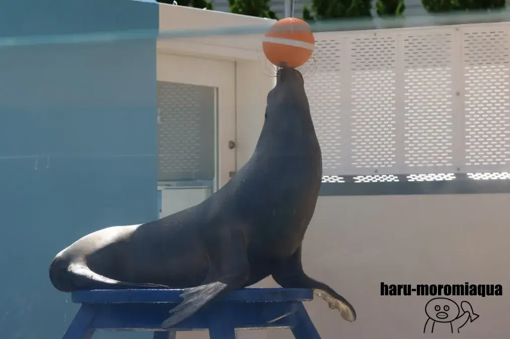 竹島水族館　アシカショー