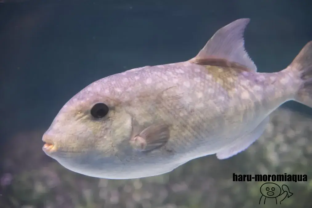 シーライフ名古屋　魚