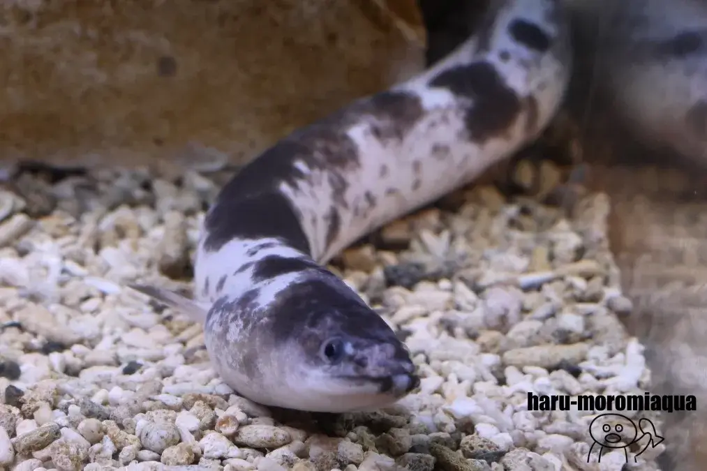 ウォット　パンダウナギ