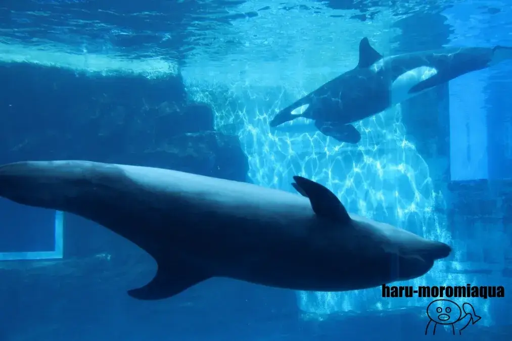 名古屋港水族館　イルカとシャチ