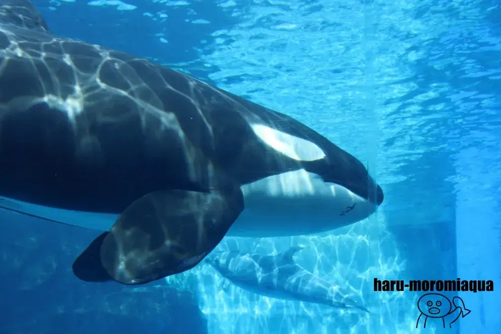名古屋港水族館　リン