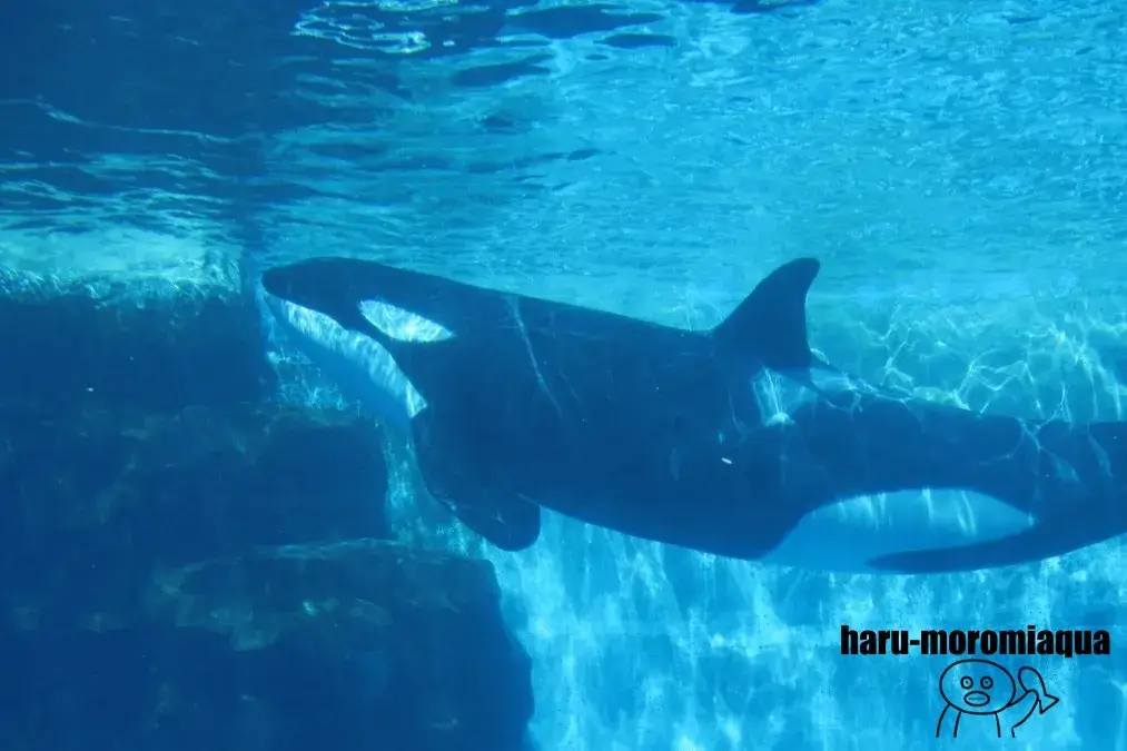 名古屋港水族館　シャチ