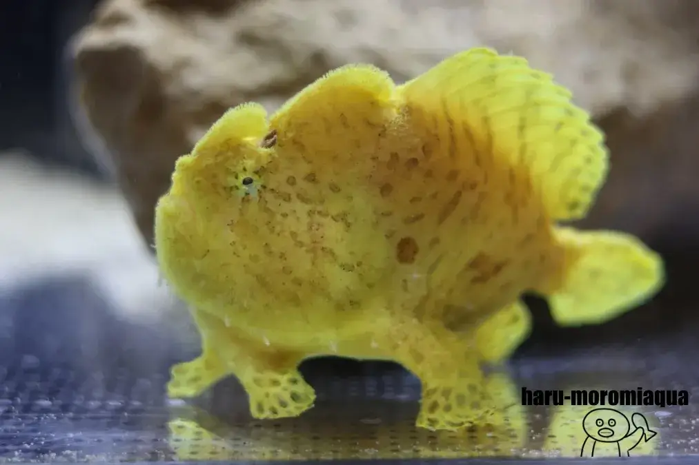ウォット　カエルアンコウ