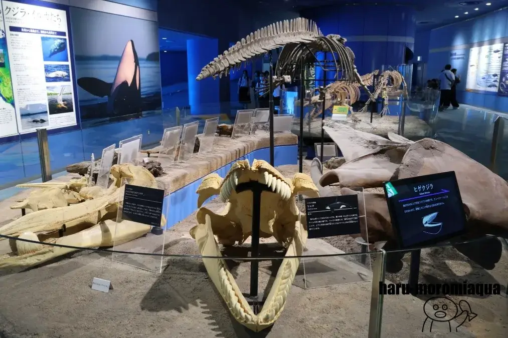 名古屋港水族館　標本