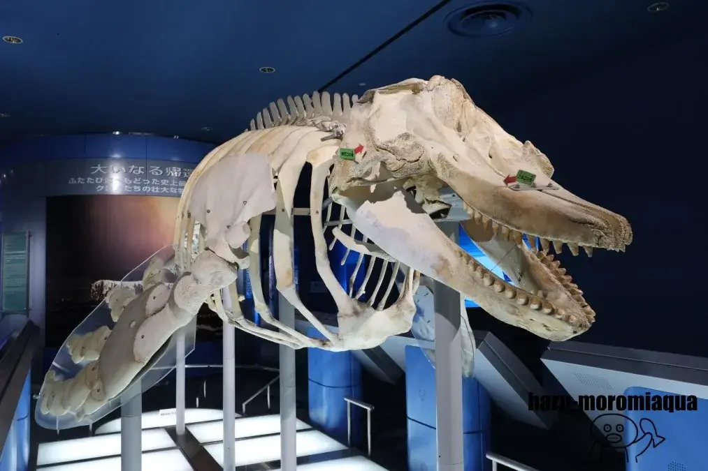 名古屋港水族館　標本