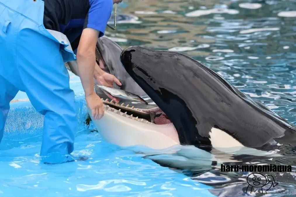 名古屋港水族館　リン