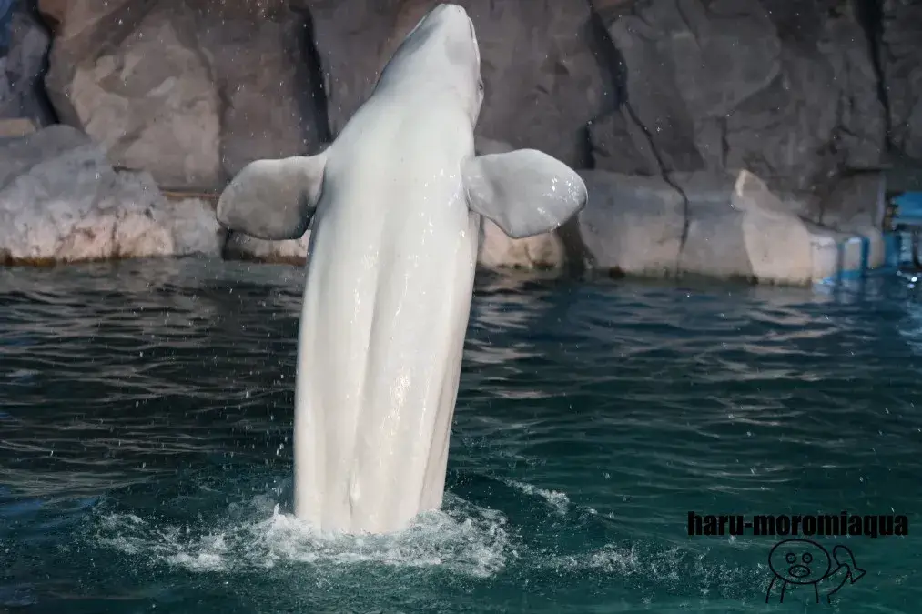 名古屋港水族館　ベルーガショー
