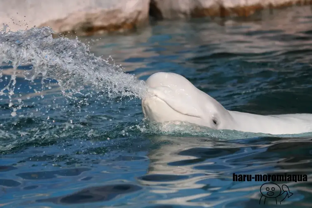 名古屋港水族館　ベルーガ