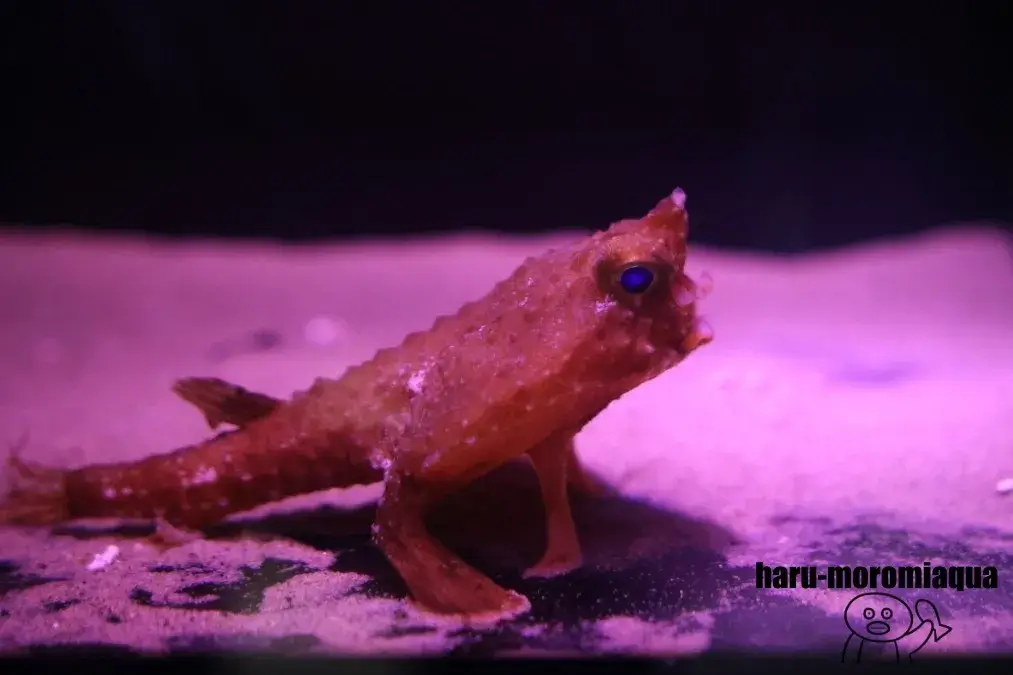 名古屋港水族館　フウリュウウオ
