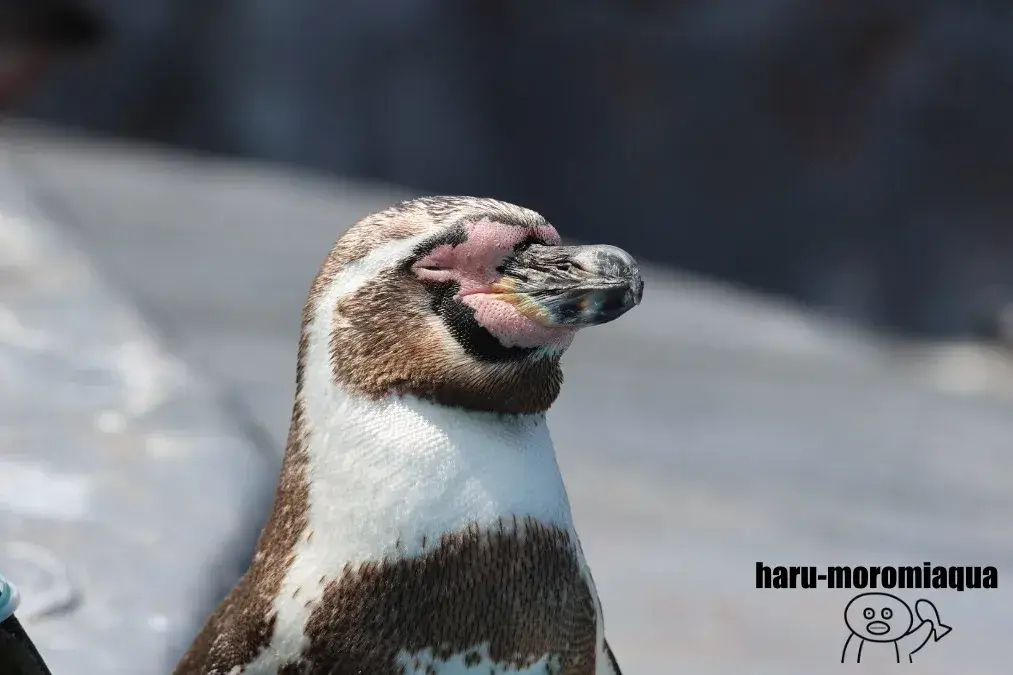 南知多ビーチランド　フンボルトペンギン