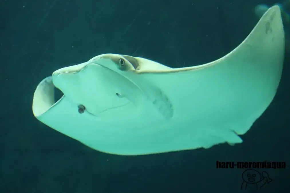 名古屋港水族館　トビエイ