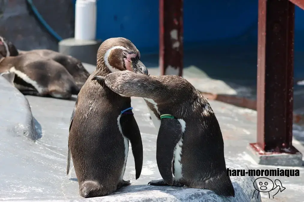 南知多ビーチランド　ペンギン