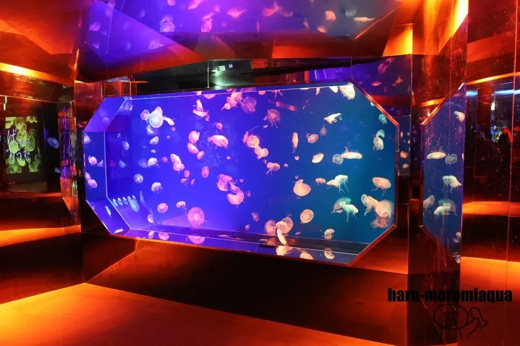 名古屋港水族館　クラゲ