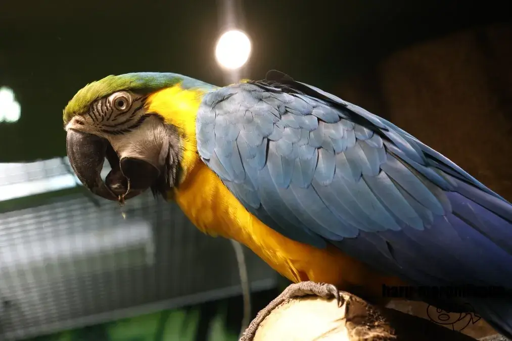 アクア・トトぎふ　ルリコンゴウインコ