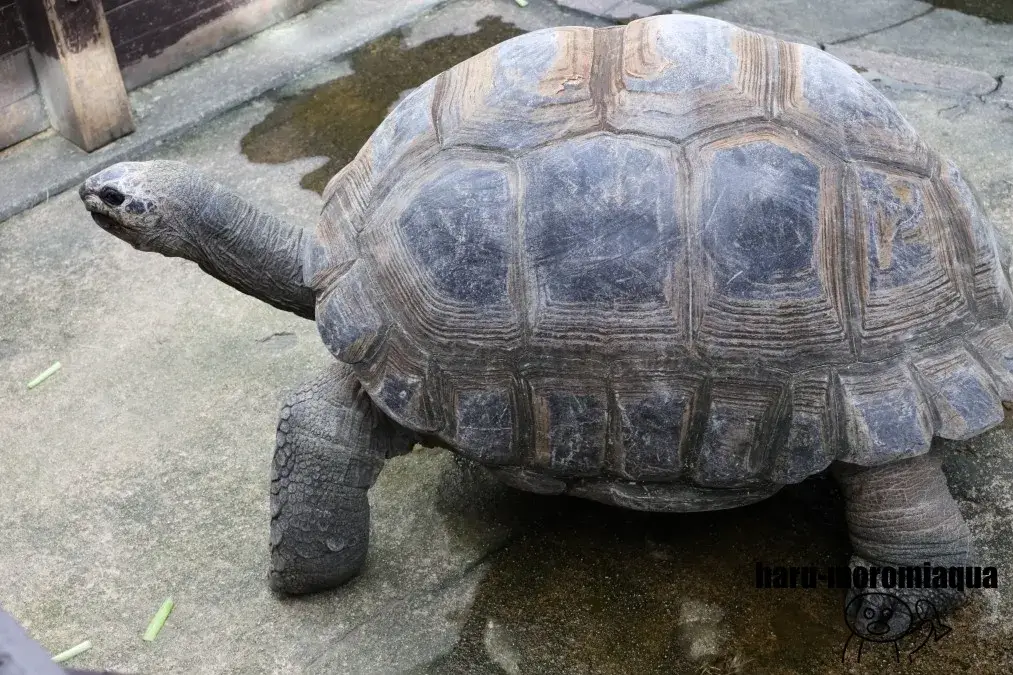 アクア・トトぎふ　ゾウガメ